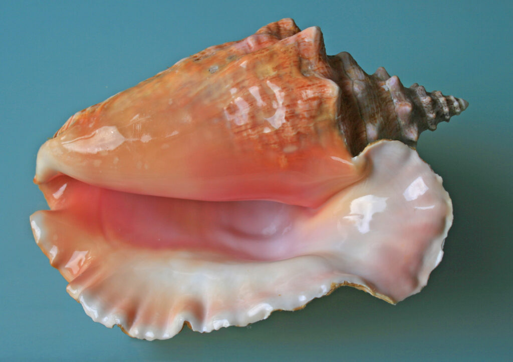 Sea shell Trinidad Tobago 2009